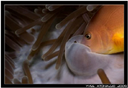 Feeding clownfish my first witnessing of that event, cool... by Yves Antoniazzo 